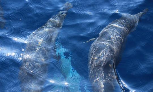 Excursión en barco para avistar ballenas para 8 personas con lancha rápida