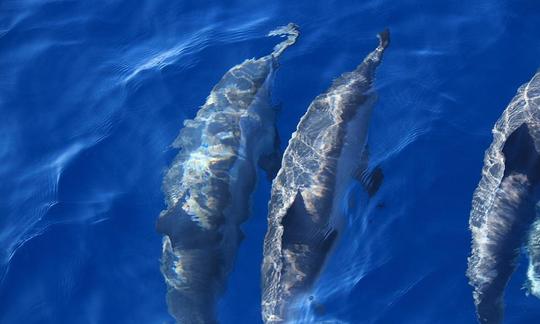 Excursión en barco para avistar ballenas para 8 personas con lancha rápida