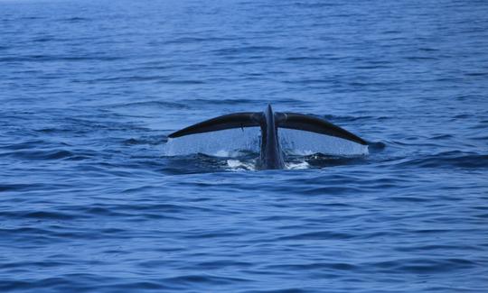 Passeio de barco para observação de baleias para 70 pessoas em Mirissa