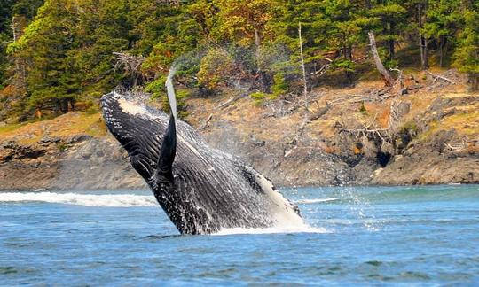 Tours de observación de ballenas en Eastsound, Washington