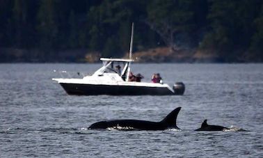 Barco «The Loki» de 26 pies en Eastsound, Washington