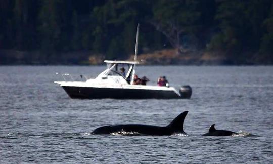 Bateau « The Loki » de 26 pieds à Eastsound, Washington