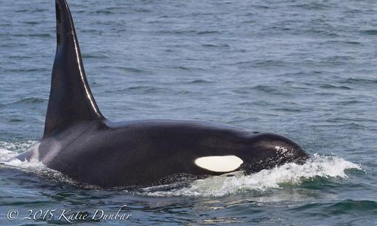 Bateau « The Loki » de 26 pieds à Eastsound, Washington