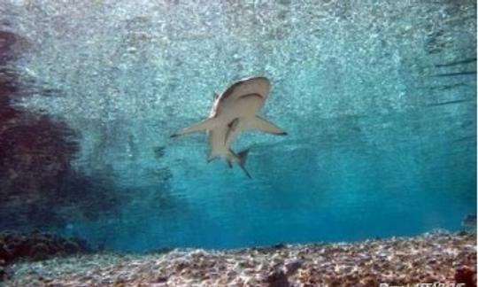 Viajes de buceo en Bora Bora, Polinesia Francesa