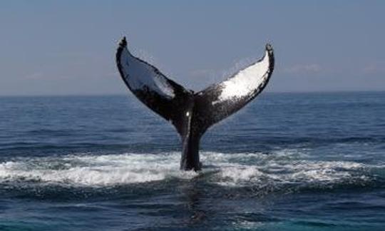 Échecs chinois de 85 minutes, 168 excursions d'observation des baleines dans le canton de Toucheng, à Taïwan