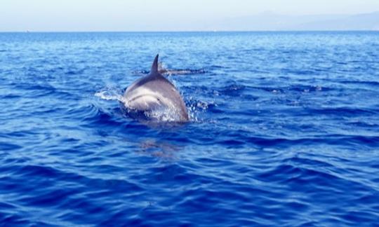 Tour con delfines en Vibo Valentia