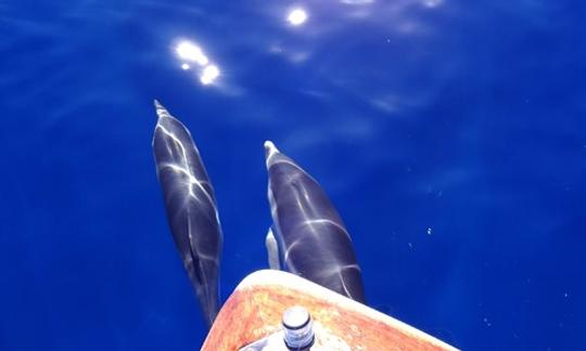 Tour con delfines en Vibo Valentia