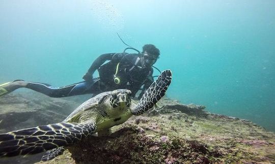 Join the Diving Adventure and Keep Learning in Unawatuna, Sri Lanka