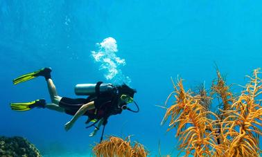 Descubre el paisaje submarino de Unawatuna, Sri Lanka