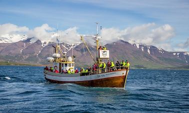 Whale Watching Trip in Hauganes