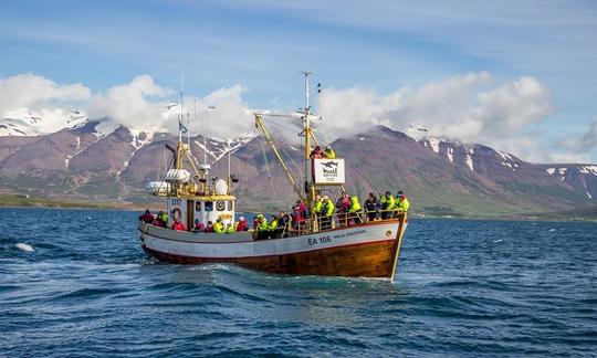 Whale Watching Trip in Hauganes