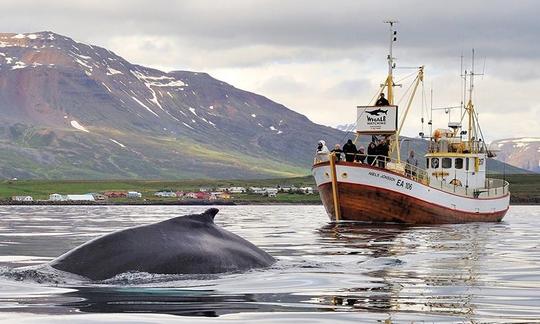 Whale Watching Trip in Hauganes