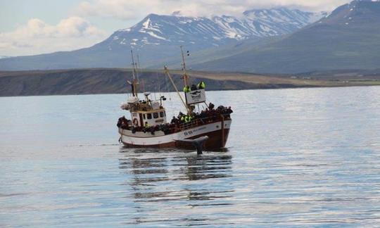 Whale Watching Trip in Hauganes