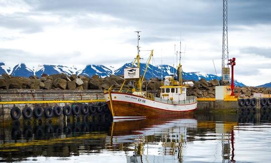 Whale Watching Trip in Hauganes