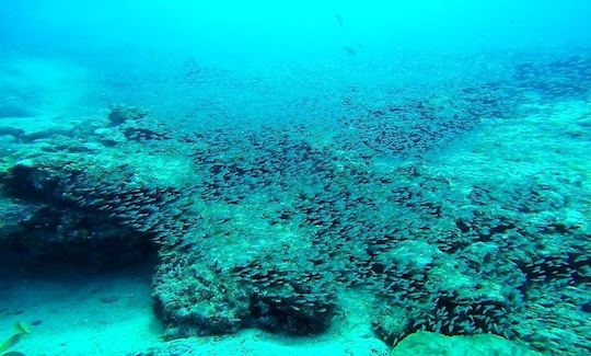 Daily Diving in Andaman