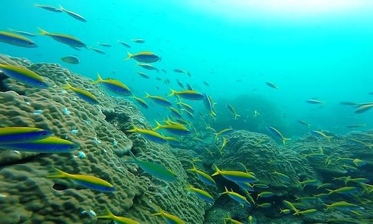 Daily Diving in Andaman