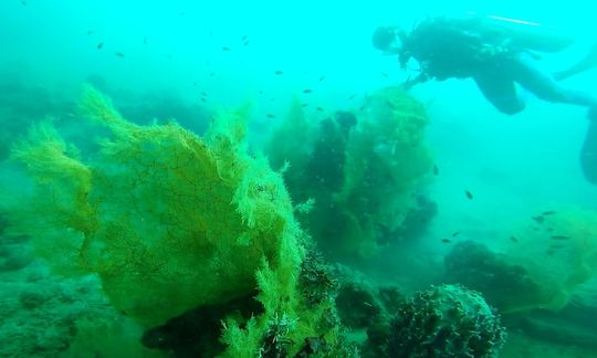 Daily Diving in Andaman