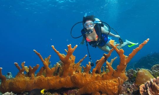 Diving Trips in Bentota