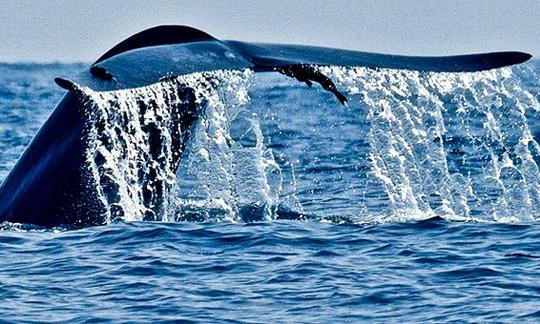 Avistamiento de ballenas en Bentota