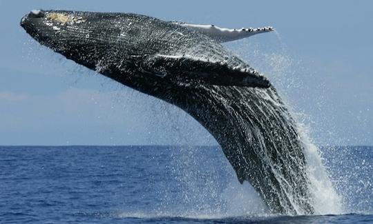 Avistamiento de ballenas en Bentota