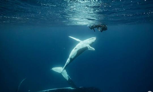 Excursiones de buceo en barco y viaje de observación de ballenas jorobadas en Taravao, Polinesia Francesa