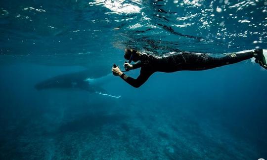 Excursiones de buceo en barco y viaje de observación de ballenas jorobadas en Taravao, Polinesia Francesa