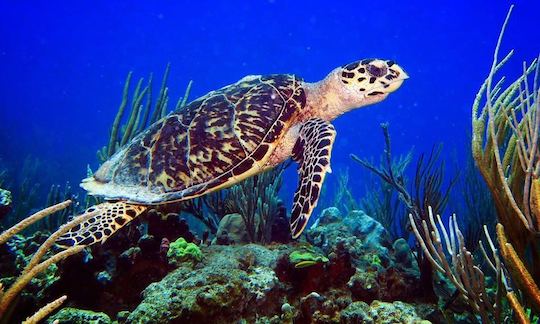 Snorkeling 46ft Newton  Dive/ Passenger Boat In Fajardo, Puerto Rico