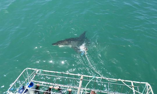 Excursiones electrizantes para bucear con tiburones en Ciudad del Cabo, Sudáfrica