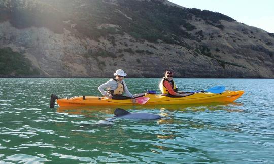 Excursions guidées en kayak à Akaroa, Nouvelle-Zélande