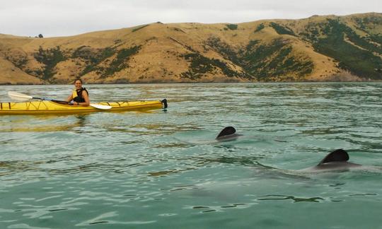 Excursions guidées en kayak à Akaroa, Nouvelle-Zélande