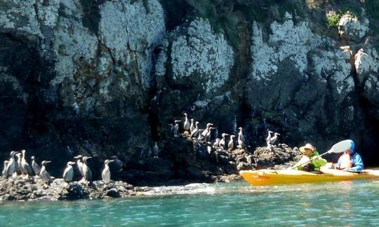 Excursions guidées en kayak à Akaroa, Nouvelle-Zélande