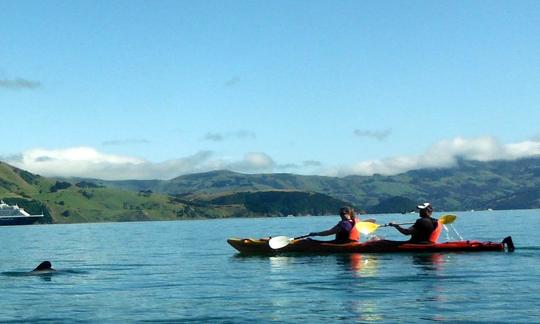 Viagens de passageiros em navios de cruzeiro em Akaroa, Nova Zelândia