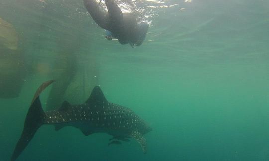 Vive a bordo de un velero de buceo en Indonesia