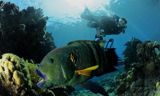 Excursions de plongée sous-marine à terre à Eilat, Israël