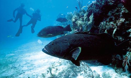 Diving Trips in Batu Caves