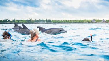 Passeio de golfinhos na Ilha Mnemba na Ilha Mnemba em Zanzibar