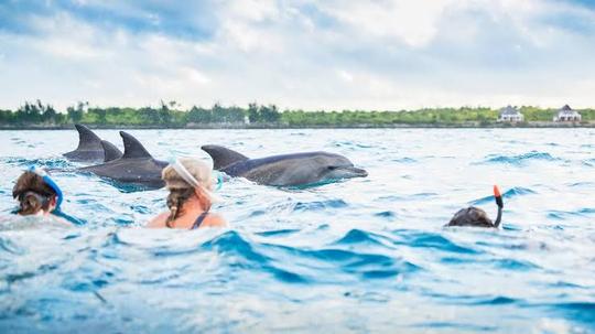 Tour con delfines en la isla de Mnemba en la isla de Mnemba en Zanzíbar