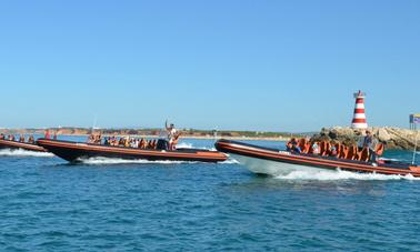 Fantastic Dolphin Watching Experience in the Algarve, Portugal