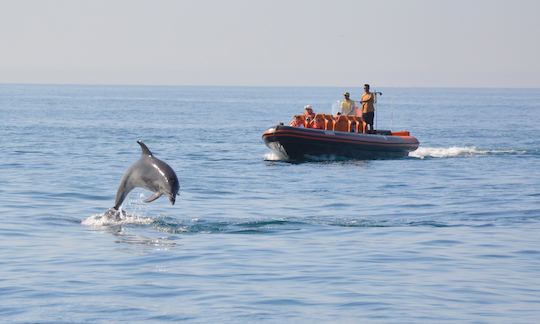 Dolphin Watching and Caves Tour Cruises in Quarteira