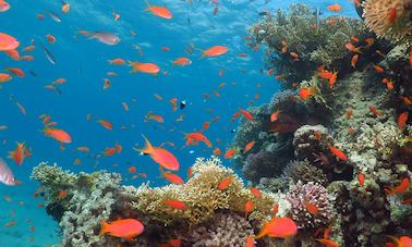 Diving in Eilat