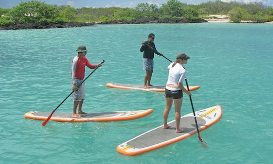 Disfruta del surf de remo en Porto Pollo, isla de Cerdeña