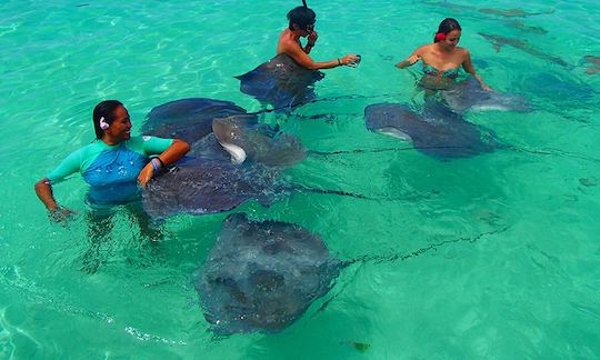 Lagoon Wildlife Adventure & Lunch on Private Islet