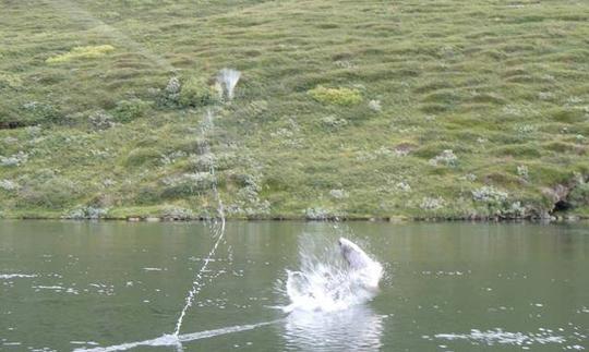 Disfruta de viajes de pesca con mosca en Keflavík, Islandia