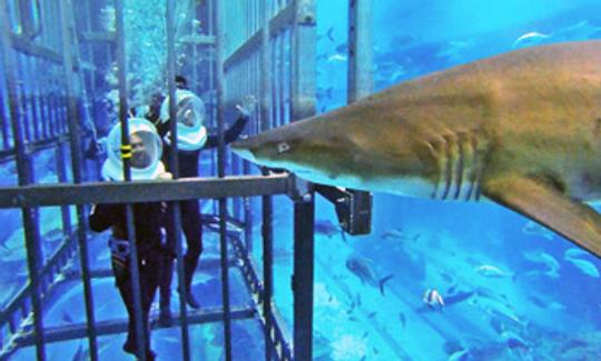 Shark Walker em Dubai, Emirados Árabes Unidos