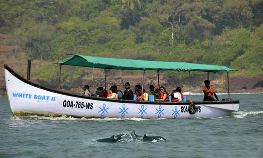 Passeios com golfinhos em Candolim, Goa