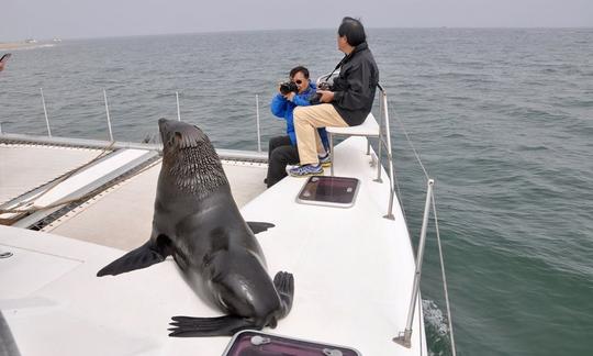 Desfrute de passeios com golfinhos e vida selvagem em Walvis Bay, Namíbia