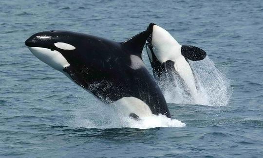 Desfrute de passeios com golfinhos e vida selvagem em Walvis Bay, Namíbia