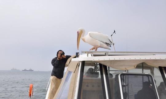 Desfrute de passeios com golfinhos e vida selvagem em Walvis Bay, Namíbia