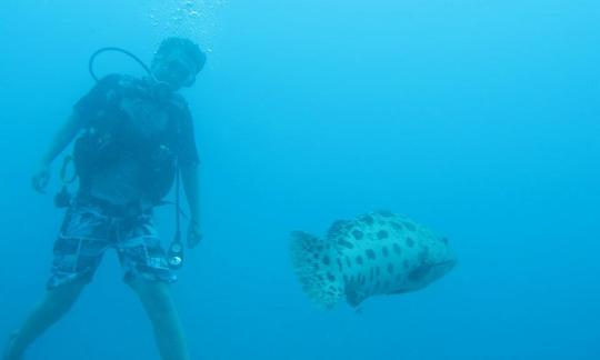 Disfruta de viajes de buceo en Umkomaas, Sudáfrica