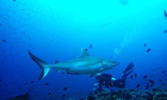 Poderosos viajes de buceo y cursos de buceo con un instructor PADI certificado en Malé, Maldivas